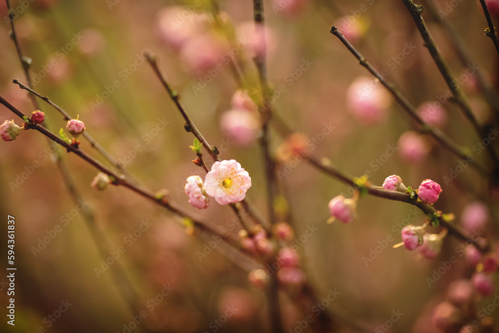 Japanische Kirsche im Frühling.