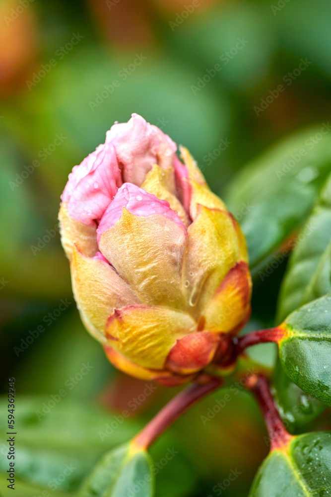 Rhododendron is a genus of 1,024 species of woody plants in the heath family, either evergreen or deciduous, and found mainly in Asia, although it is also widespread throughout the Southern Highlands Rhododendron is a genus of 1,024 species of woody plants in the heath family, either evergreen or deciduous, and found mainly in Asia, although it is also widespread throughout the Southern Highlands