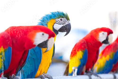 Close up of colorful scarlet macaw parrot pet perch on roost branch with blue clear sky background © BloodysAlice