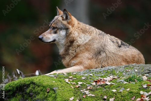 Loup  Canis lupus