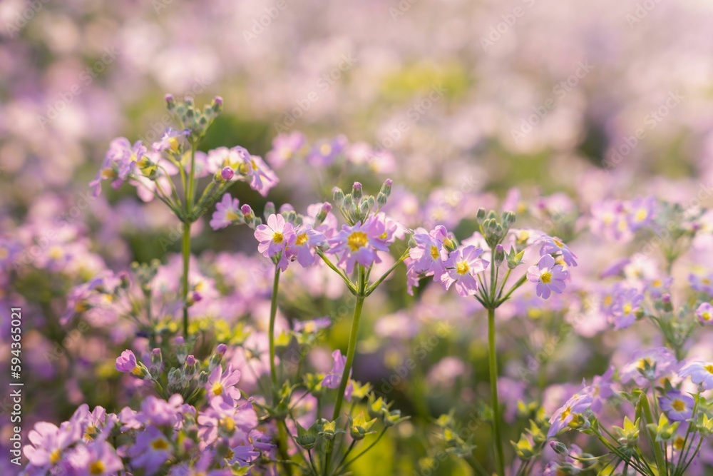 Closeup of purple wildflowers growing in the field on a sunny day Closeup of purple wildflowers growing in the field on a sunny day