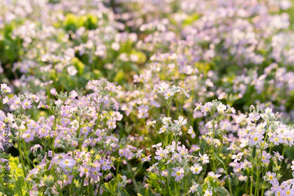 Closeup of purple wildflowers growing in the field on a sunny day