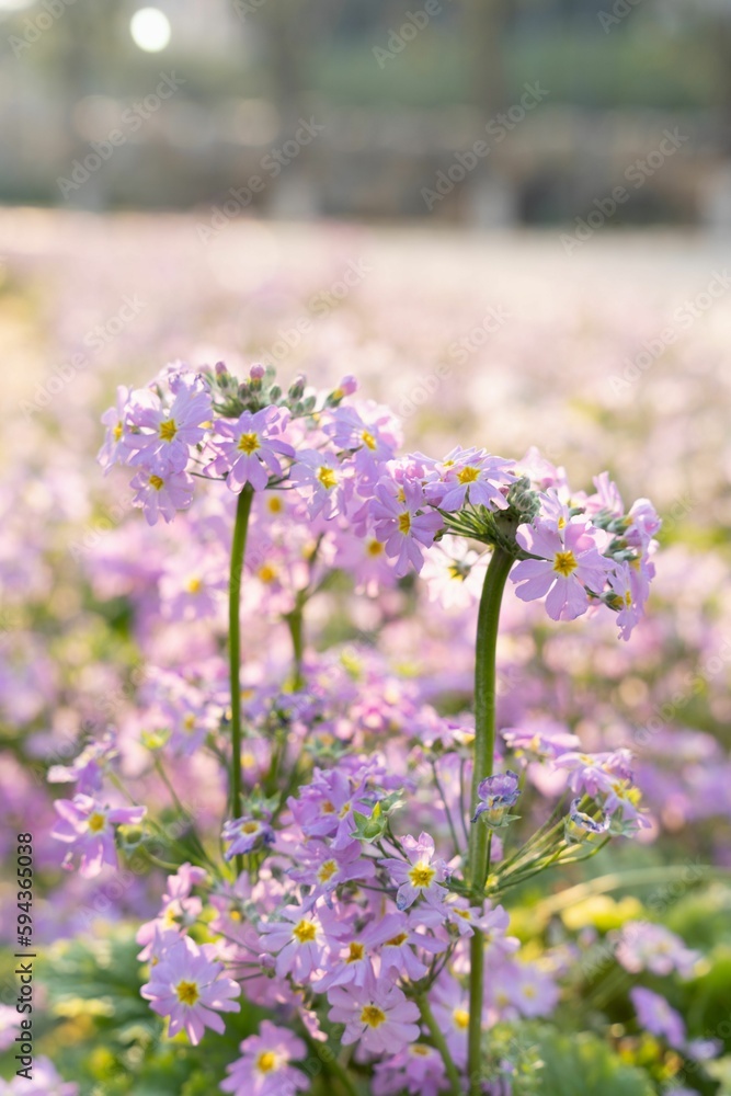 Obraz premium Closeup of purple wildflowers growing in the field on a sunny day