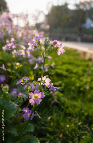 Closeup of purple wildflowers growing in the field on a sunny day