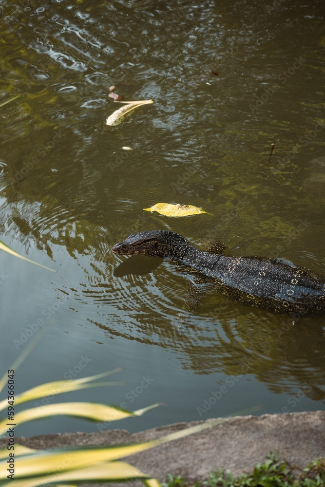 Obraz premium Asian water monitor swimming in the pond. Varanus salvator.