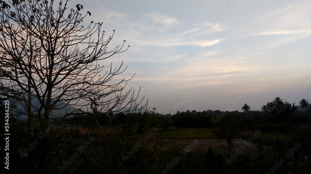 Dried tree after sunset with a slight tint of greenery in the background and dusky sky with clouds with hints of blue and orange Dried tree after sunset with a slight tint of greenery in the background and dusky sky with clouds with hints of blue and orange
