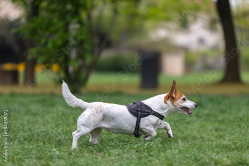 jack russell terrier running