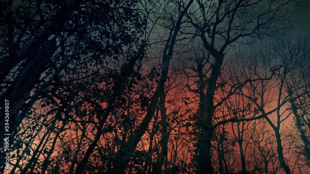 Fantasy Dreamy Sky Behind The Trees Moving POV Fantasy Dreamy Sky Behind The Trees Moving POV
