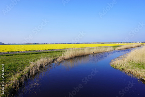Wasserkanal mit blühenden gelben Feldern in der Nähe von Den Helder in Holland im Frühling