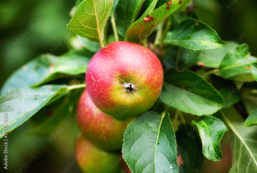 Apples in outdoor setting. A photo of taste and beautiful apples. Apples in outdoor setting. A photo of taste and beautiful apples.