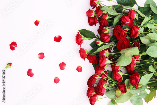 red roses. beautiful fresh flowers of red roses on a pink background