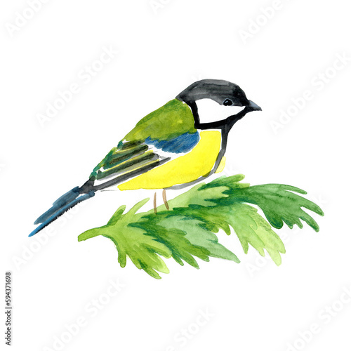 Watercolor drawing of a titmouse on a spruce branch. A bird with a yellow breast. Bird in profile on a tree branch