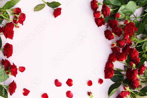 red rose frame.frame of red rose flowers and rose petals. beautiful fresh flowers of red roses on a pink background 