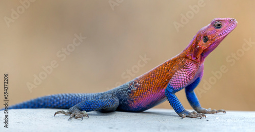 lizard basking in the sun in serengeti national park