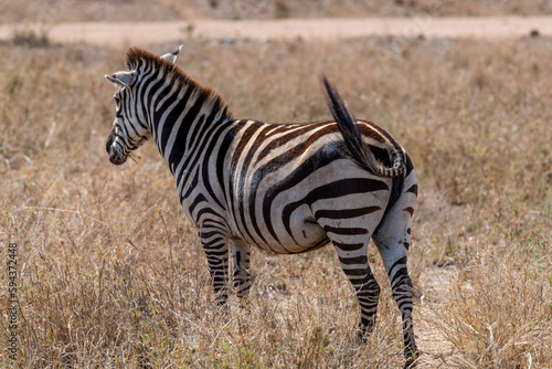 Wild zebras in serengeti national park