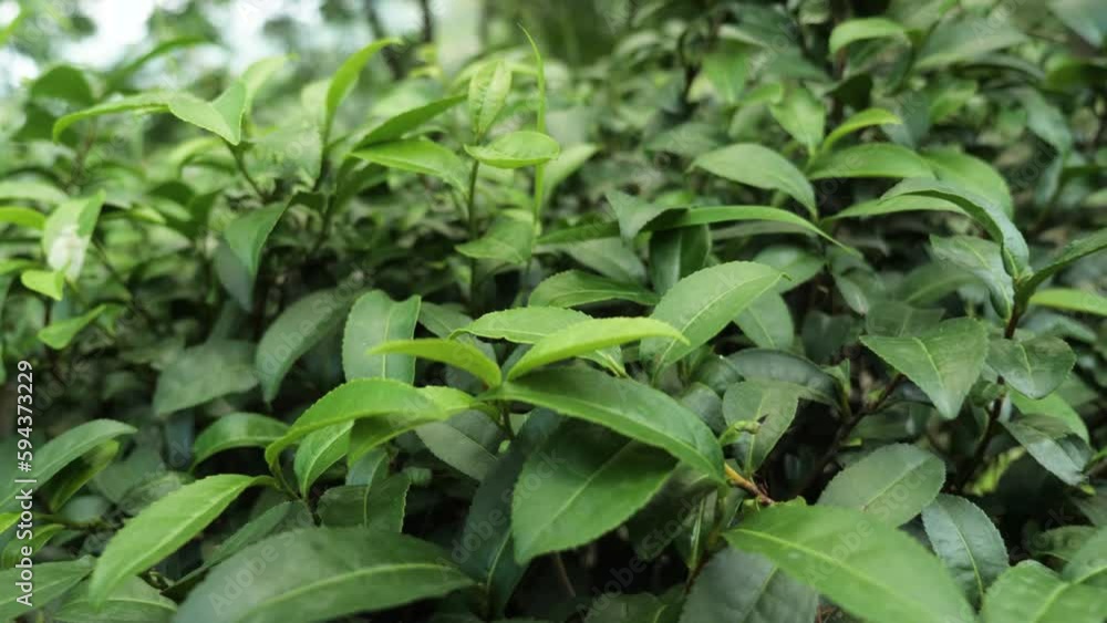 Inside a tea field with green leaves, in Darjeeling, India Inside a tea field with green leaves, in Darjeeling, India