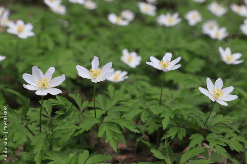 white flowers of primroses white flowers of primroses