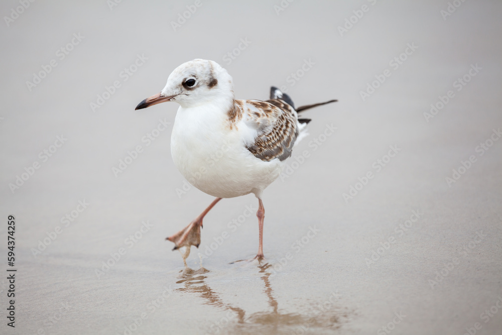 Seagull in the natural environment on the Baltic Sea. Seagull in the natural environment on the Baltic Sea.