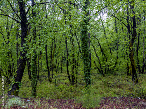 Dense forests in the Aegean region © emerald_media