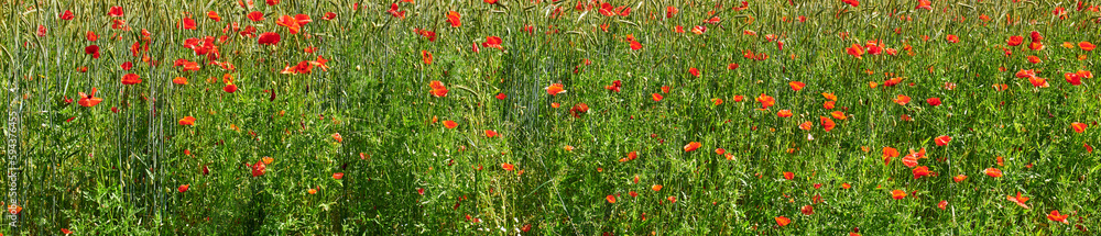 Wheat fields with poppies in early summer. A photo of poppies in the countryside in early summer.