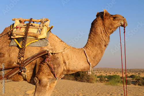 Camel, face while waiting for tourists for camel ride at Thar desert, Rajasthan, India. Camels, Camelus dromedarius, are large desert animals who carry tourists on their backs.