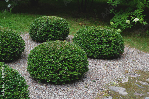 A view of a low shrub that has been trimmed into a circular shape