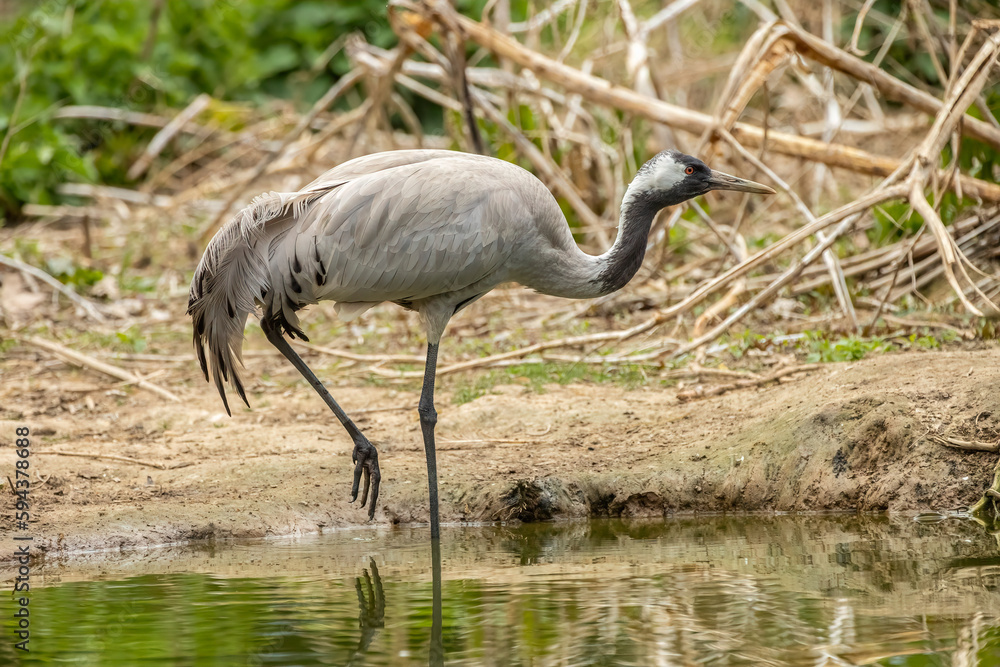 Common crane Common crane