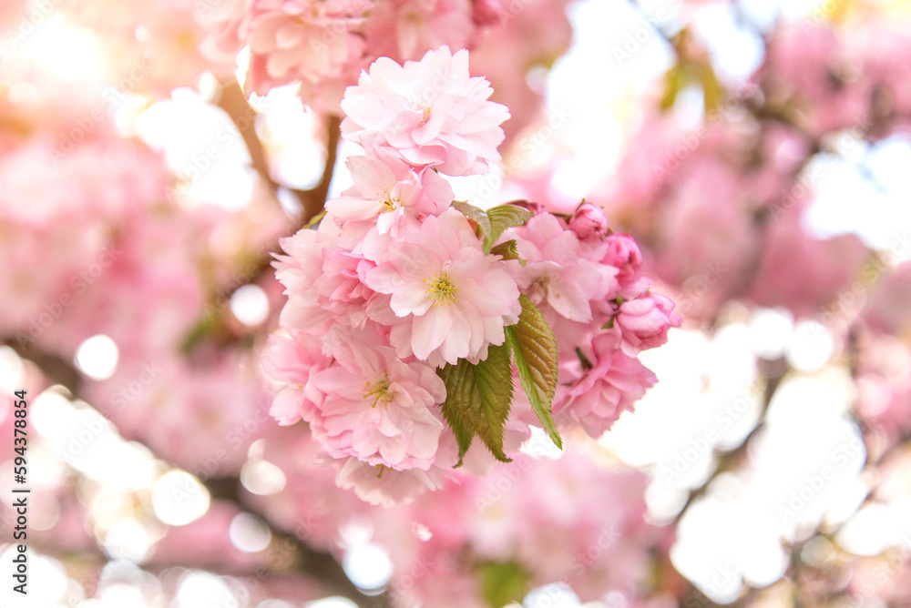 Fototapeta premium Cherry blossoms in large inflorescences at the peak of flowering.