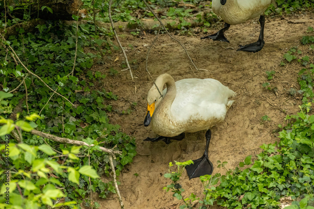 Tundra swan Tundra swan