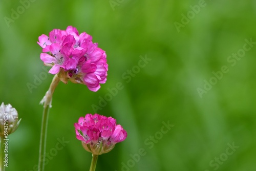 Różowe kwiaty drobnej byliny zawciągu nadmorskiego (Armeria maritima)
