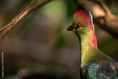 Fischers turaco photo