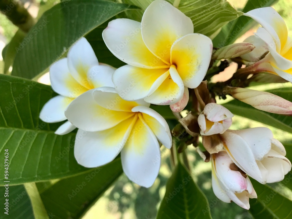 frangipani plumeria flower frangipani plumeria flower