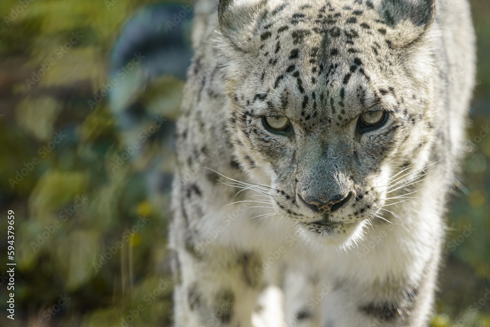 Obraz premium Snow Leopard
