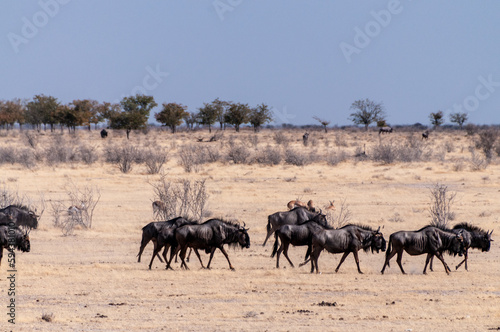 Telephoto shot of a herd of blue wildebeest - Connochaetes taurinus- trekking across the plains of Etosha national Park, Namibia.