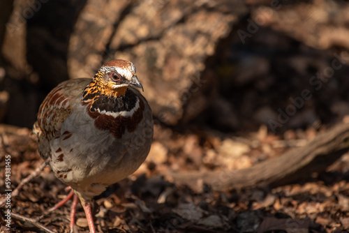 White-Necklaced Partridge