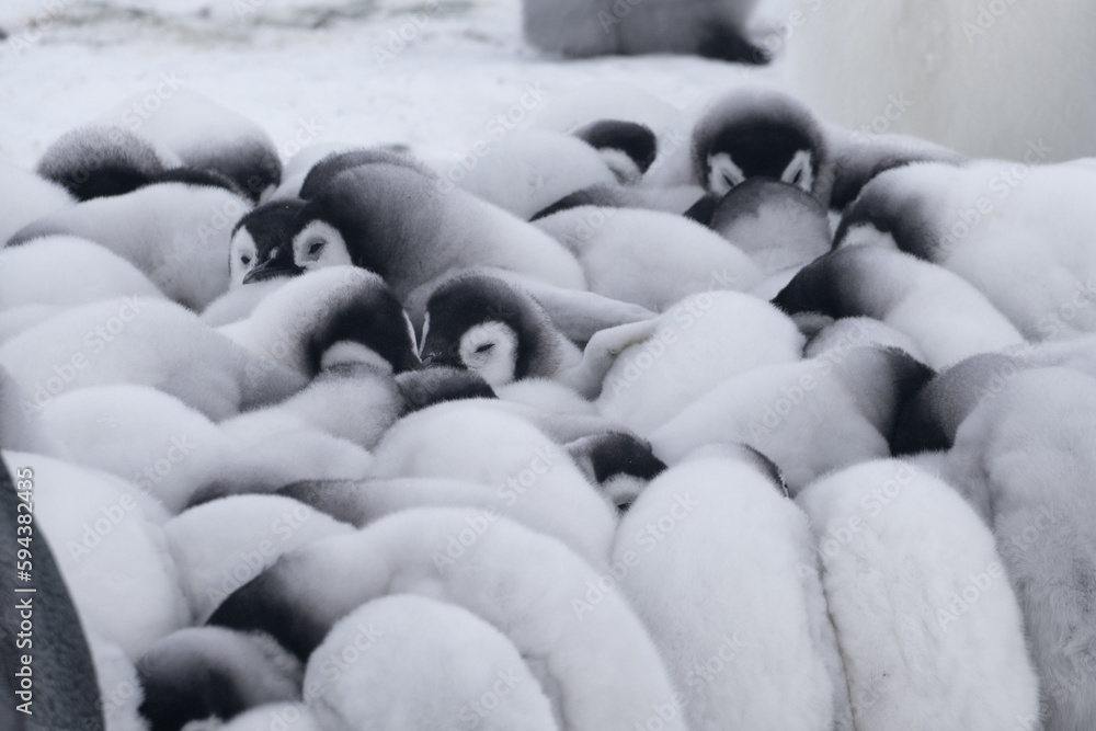 Obraz premium Emperor Penguins of Antarctica