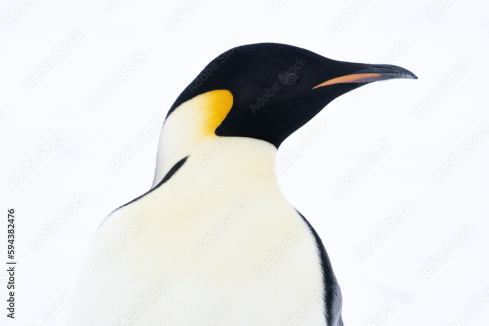 Fototapeta premium Emperor Penguins of Antarctica