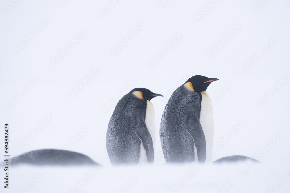 Fototapeta premium Emperor Penguins of Antarctica