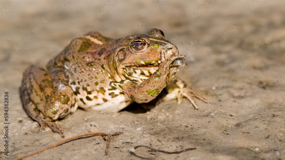 Obraz premium frog on the ground