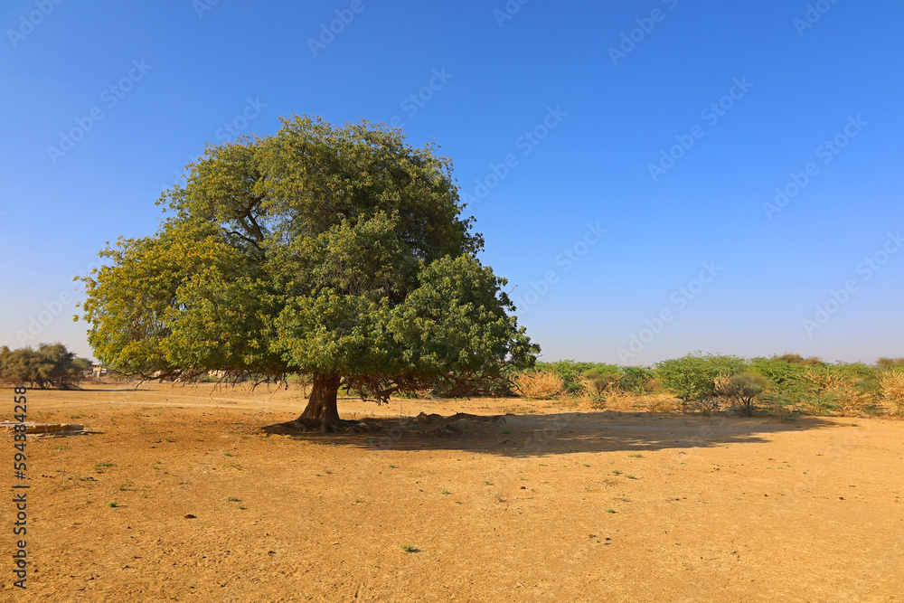 Fototapeta premium Thar desert Rajasthan India Sand desert under bluy sky at sunny day