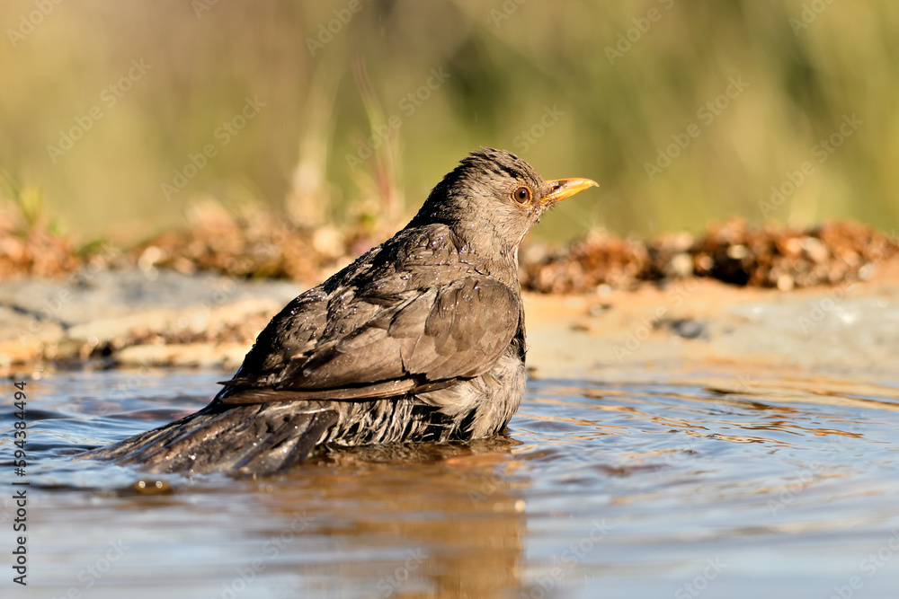 mirlo (Turdus merula) bañándose en el estanque del parque mirlo (Turdus merula) bañándose en el estanque del parque