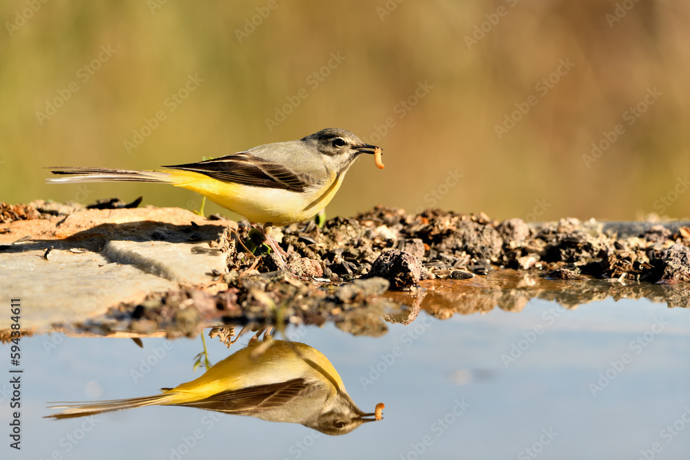 Fototapeta premium lavandera cascadeña (Motacilla cinerea) reflejada en el agua del estanque 