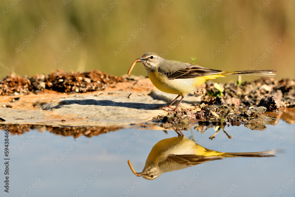 lavandera cascadeña (Motacilla cinerea) reflejada en el agua del estanque
lavandera cascadeña (Motacilla cinerea) reflejada en el agua del estanque
