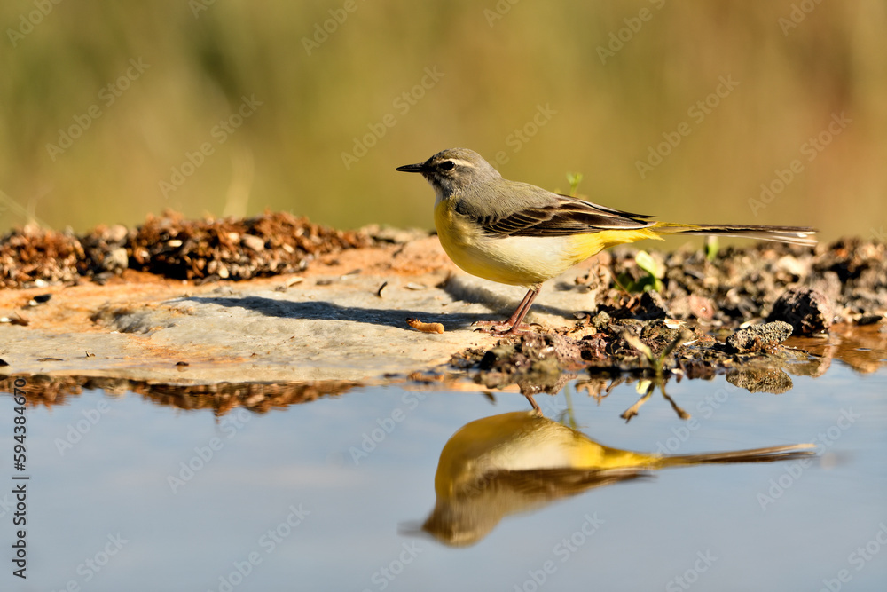 Obraz premium lavandera cascadeña (Motacilla cinerea) reflejada en el agua del estanque 