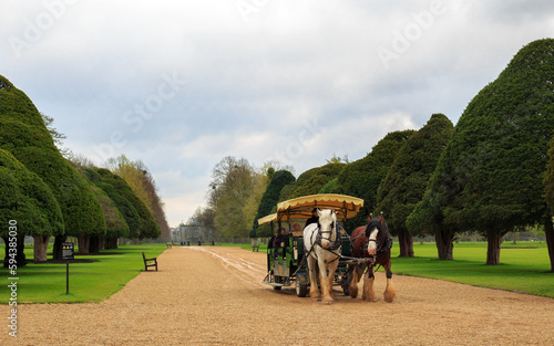 Two Shire Horses pulling a carriage along a long gravel path framed by bay trees on each side. Shire Horses used to be common, but are now a rare breed