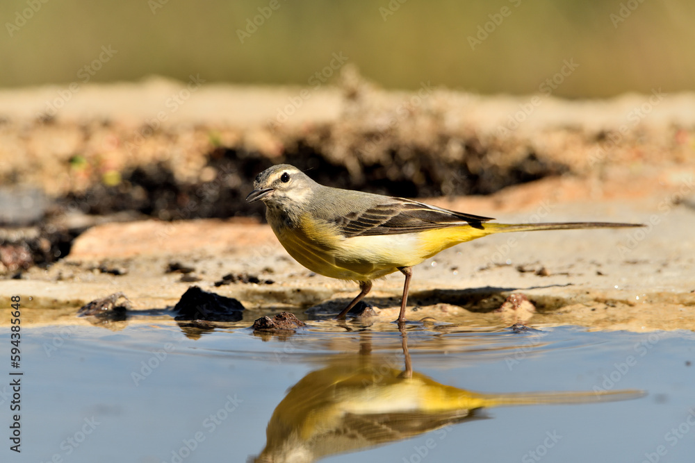 Fototapeta premium lavandera cascadeña (Motacilla cinerea) posada en el borde del estanque 