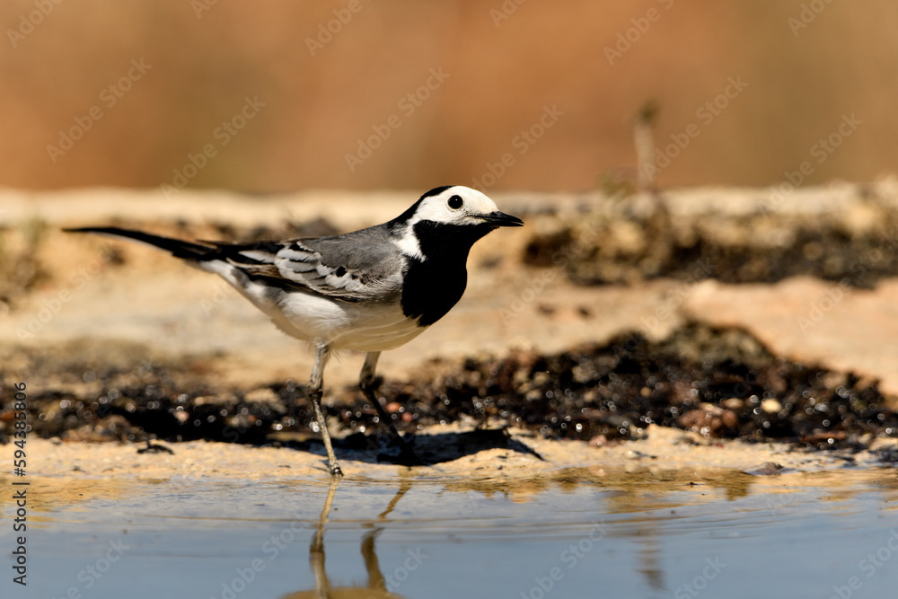 lavandera blanca o aguzanieves en el estanque del parque (Motacilla alba). Marbella Andalucía España lavandera blanca o aguzanieves en el estanque del parque (Motacilla alba). Marbella Andalucía España