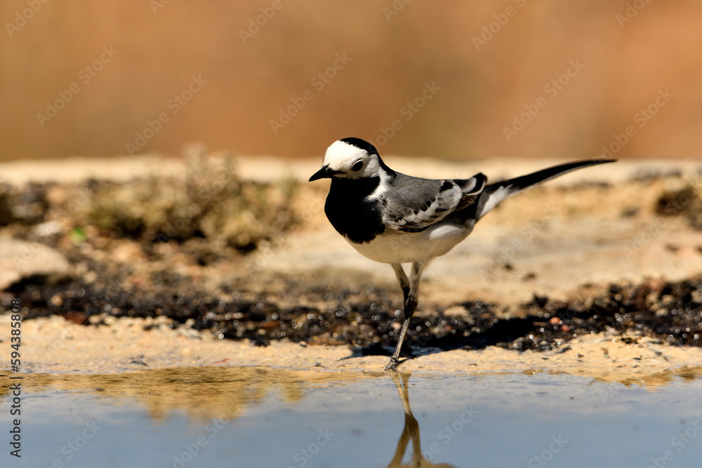 Fototapeta premium lavandera blanca​ o aguzanieves en el estanque del parque (Motacilla alba). Marbella Andalucía España