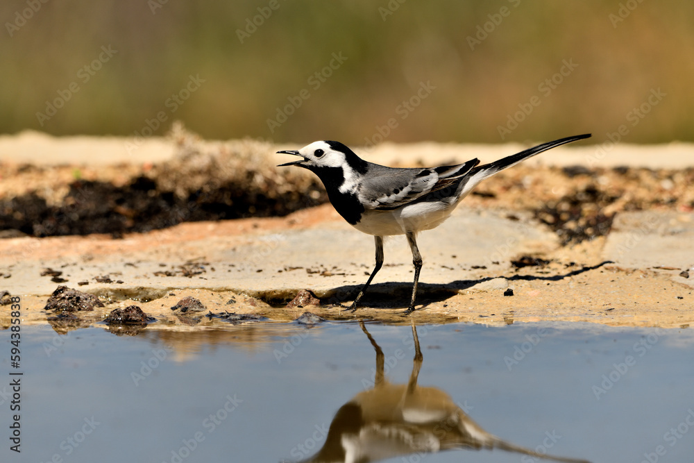 lavandera blanca o aguzanieves en el estanque del parque (Motacilla alba). Marbella Andalucía España lavandera blanca o aguzanieves en el estanque del parque (Motacilla alba). Marbella Andalucía España