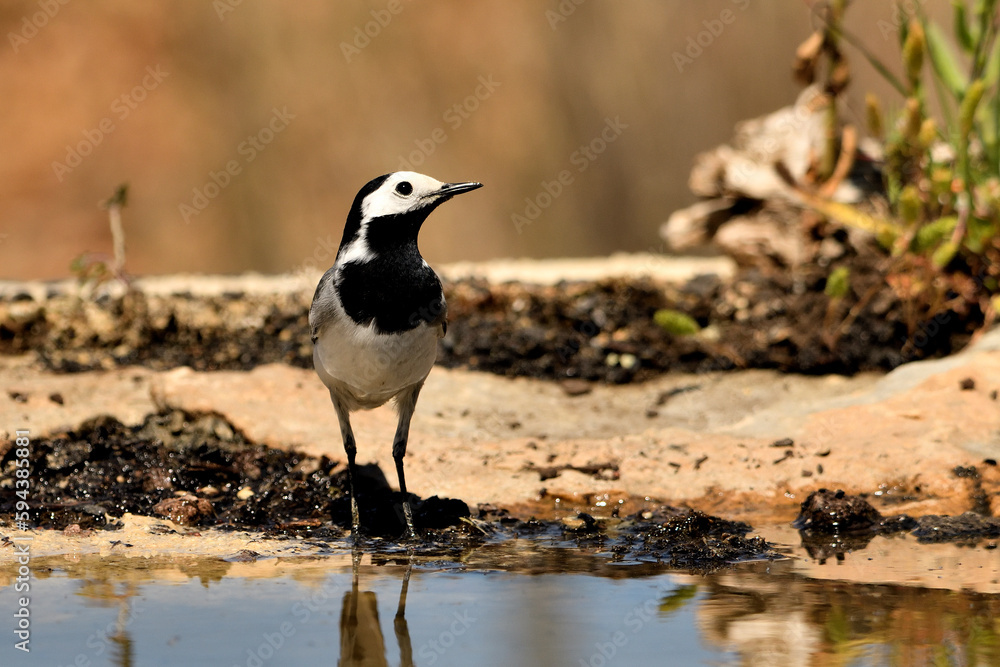 lavandera blanca o aguzanieves en el estanque del parque (Motacilla alba). Marbella Andalucía España lavandera blanca o aguzanieves en el estanque del parque (Motacilla alba). Marbella Andalucía España